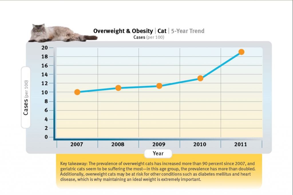 veterinary-nutrition-and-proper-diet-for-optimal-wellness-exclusively